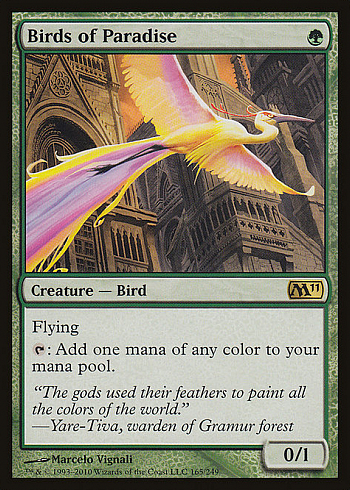Birds of Paradise