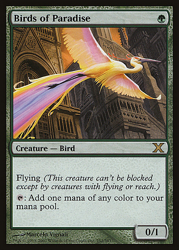 Birds of Paradise
