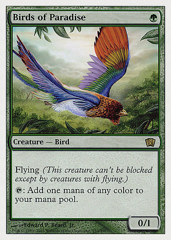 Birds of Paradise