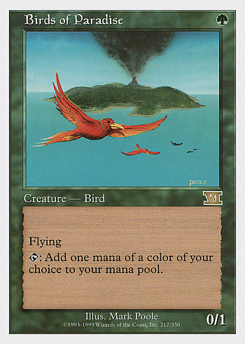 Birds of Paradise