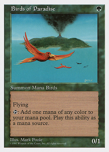 Birds of Paradise
