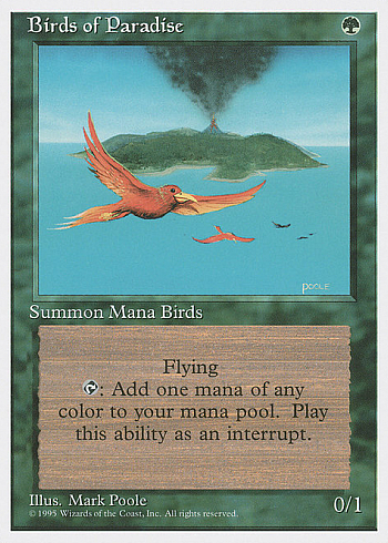 Birds of Paradise