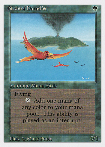 Birds of Paradise