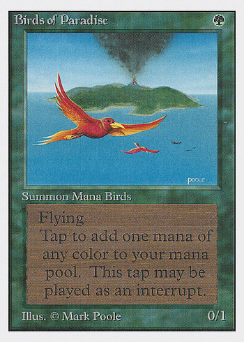 Birds of Paradise