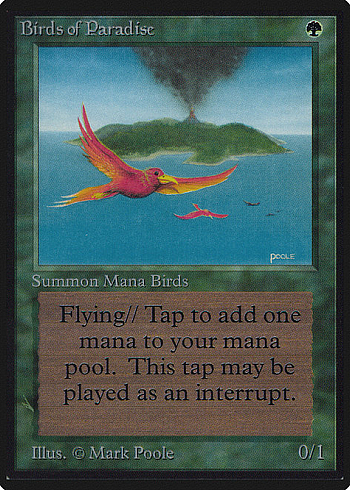 Birds of Paradise