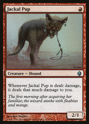 Jackal Pup