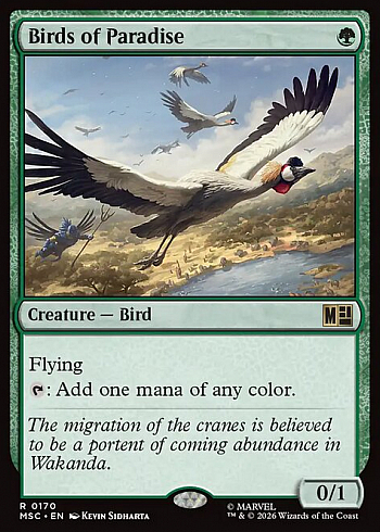 Birds of Paradise