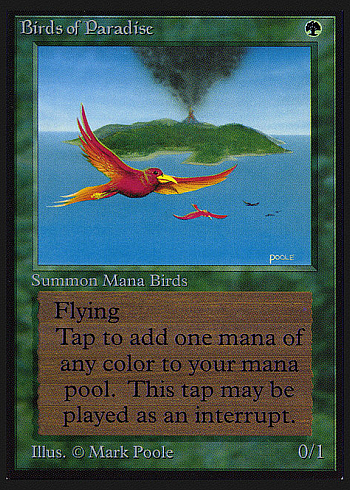 Birds of Paradise