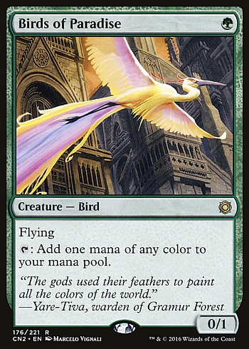 Birds of Paradise