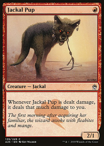 Jackal Pup