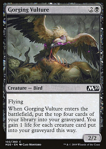 Gorging Vulture