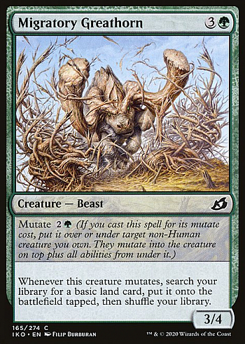 Migratory Greathorn