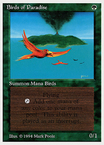 Birds of Paradise