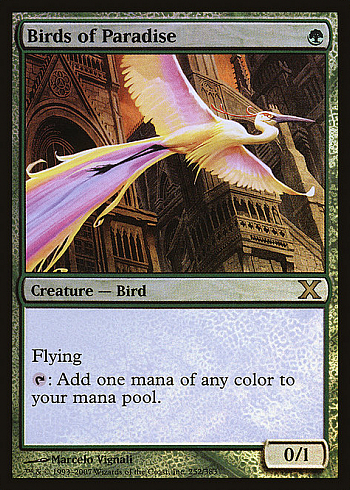 Birds of Paradise