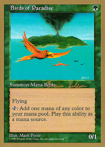 Birds of Paradise