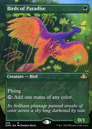 Birds of Paradise