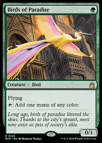 Birds of Paradise